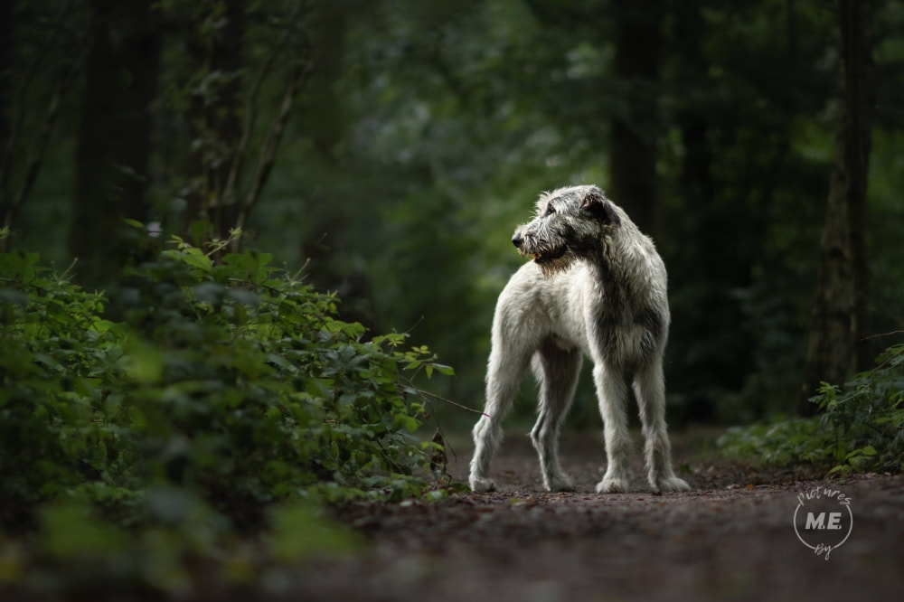 hondenfotograaf hond gent fotograaf huisdier portret ierse wolfshond